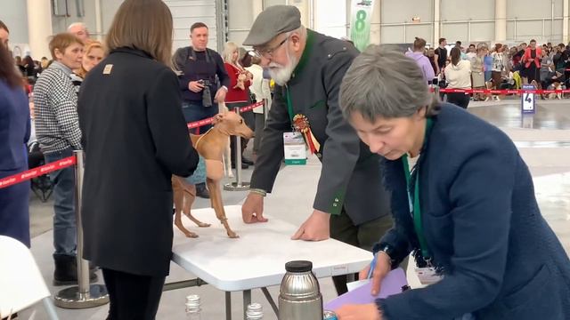 Сабанеевка 2023.Левретки. 2023г⭐️GRAZIA ITALIANA ⭐️Miss Diana The Winning-best female-2 смотреть онлайн