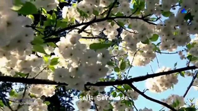 Toselli Serenade смотреть онлайн