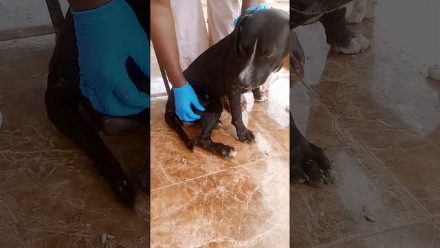 Mango Worm Treatment For Dogs смотреть онлайн