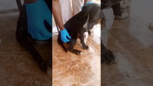 Mango Worm Treatment For Dogs