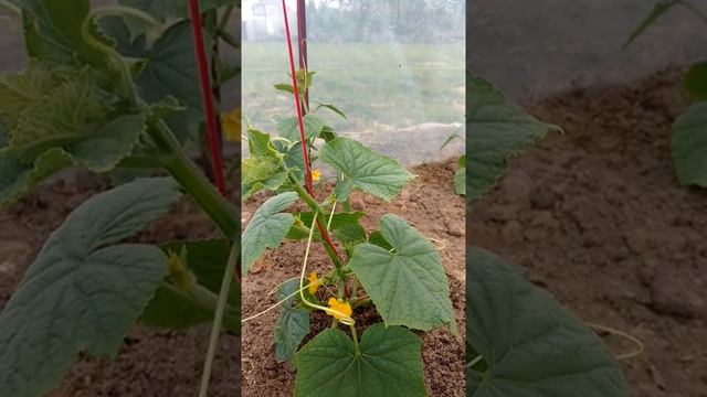 Огурцы "Бабушкин внучок". смотреть онлайн