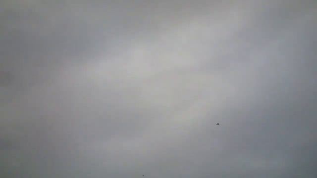 Бойные голуби КАЗАХСТАНА.Время пошло. Начинаем отсчет . смотреть онлайн