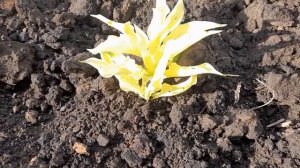 #hosta #WhiteFeather # БелоеПеро / Хоста белая Уайт Фэзер ( лат. White Feather  ) ранней весной.