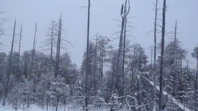 Охота на КЕЛО (видео 1) смотреть онлайн