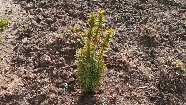 Тис ягодный Давид смотреть онлайн