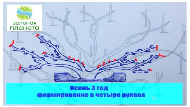 Выращивание винограда от А до Я смотреть онлайн