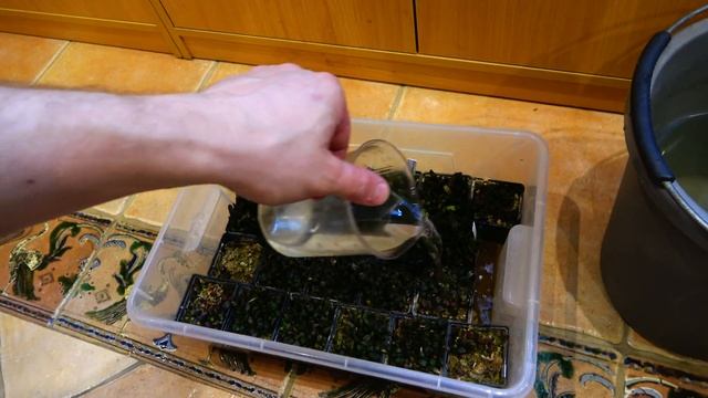 Полив сеянцев суккулентов смотреть онлайн