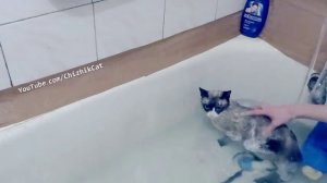Забавный кот в воде