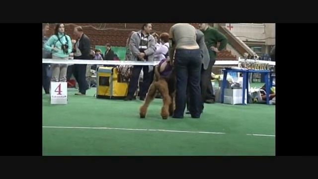 DogStatus.ru: Терьер-союз-2010. Моно эрдельтерьеров. Ветераны смотреть онлайн