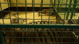 За кулисами цирка Никулина