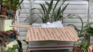 Unboxing From Tree’s Epiphytes