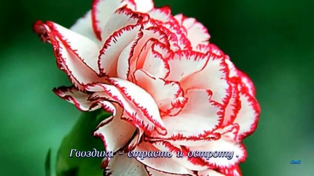 Цветочный микс для друзей смотреть онлайн