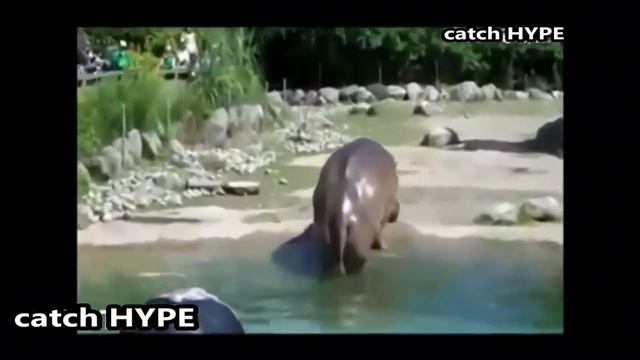 Смешные пуки животных смотреть онлайн