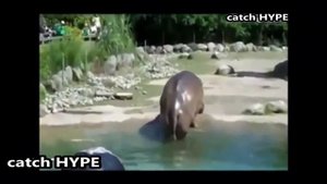 Смешные пуки животных