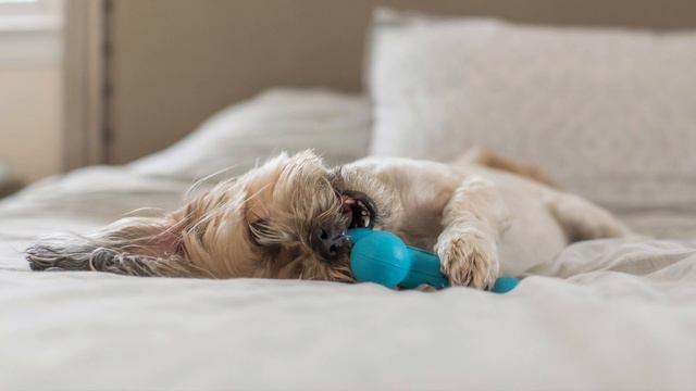 Indoor Pet Photography Session with Sonya Kolb of Good Doggy Photography