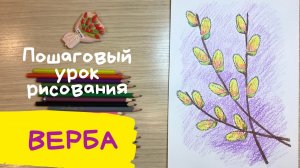 Верба рисунок. Как нарисовать вербу карандашом. Вербное воскресенье рисунок. Веточка рисунок.