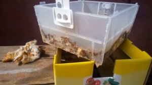 Улей с шмелями для опыления томатов,вид изнутри.