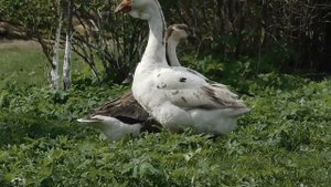 Гуси,гуси,есть хотите?