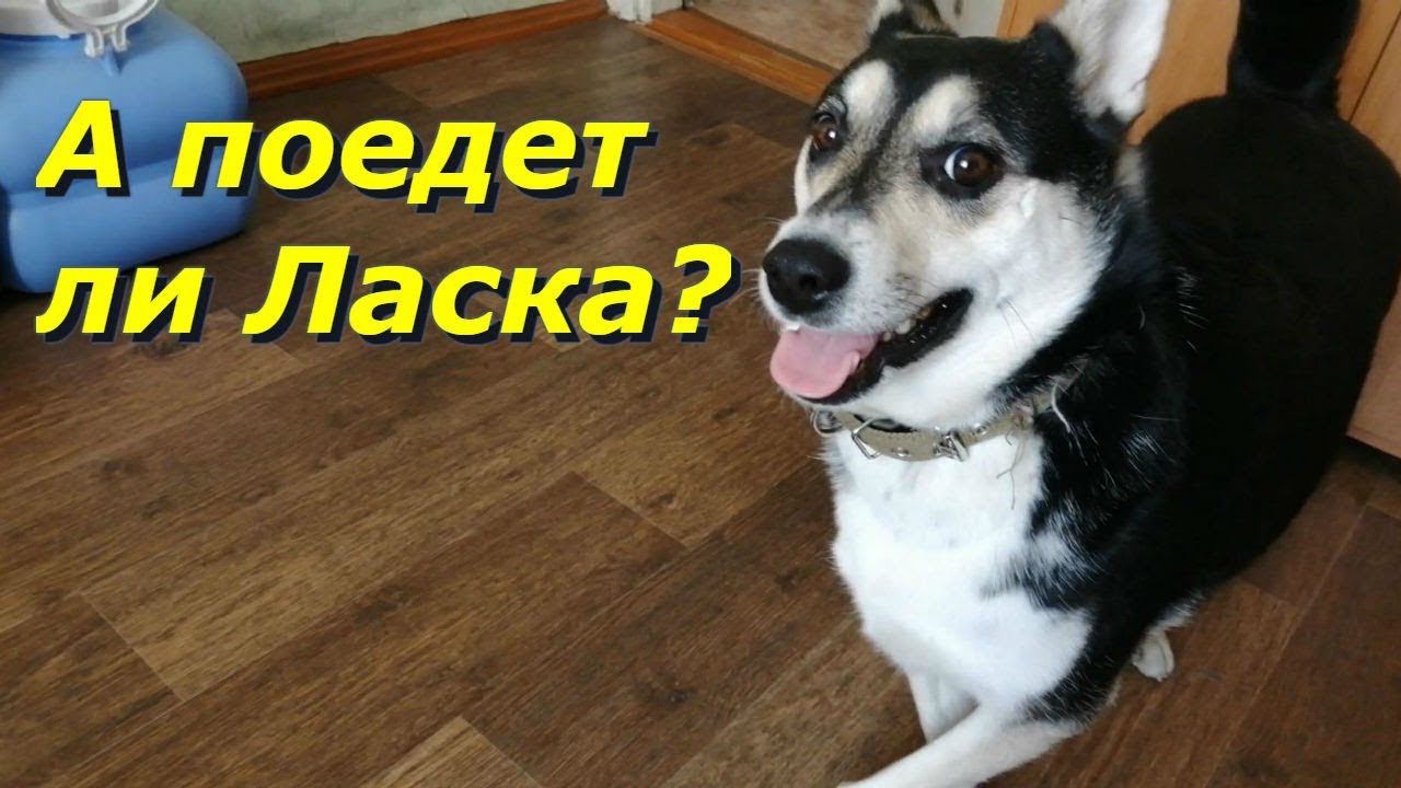 Весна пришла, зацветает верба и Ласка довольна! Почти говорящая собака!