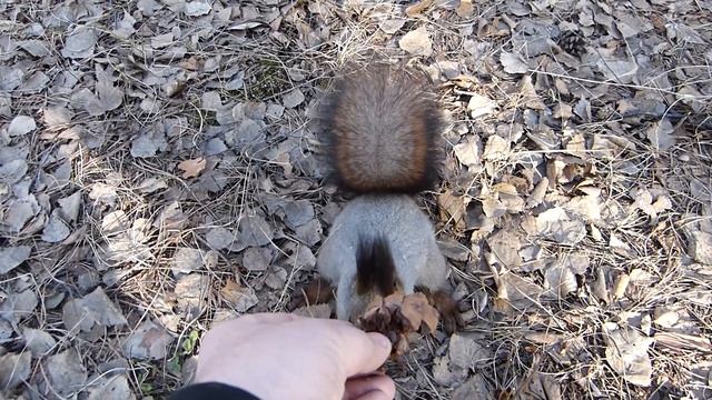 Белка и шишка. смотреть онлайн