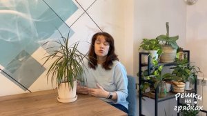 Драцена сохнут и опадают листья Что делать