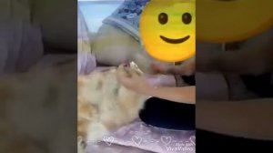 видео урок как правильно расчёсывать померанского шпица пуходёркой.