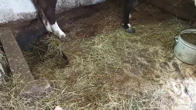 Для Новичков о коровах/Постройка и благоустройство коровника/Чистые коровы/ Обзор сарая!