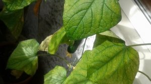 Выращивание огурцов на окне, сорта Оконно балконный, Уральский экспресс, часть 5