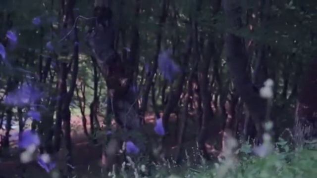 Фазу Алиева "Я слышала: любовь не терпит многословья" смотреть онлайн