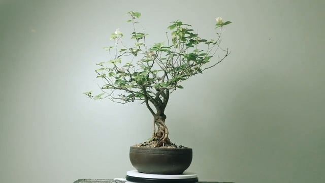 Bonsai Display: Exposed Root Bougainvillea смотреть онлайн