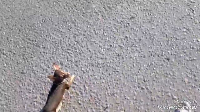 Щенок русского тоя Берта. Russkiy Toy puppy Berta смотреть онлайн