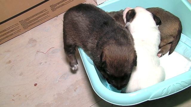 Собачья жизнь 2 (подарки пытаются ходить)