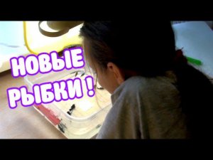 ЧЁРНЫЕ МОЛЛИНЕЗИИ И ПЕЦИЛИИ КОЛИКО  | НОВЫЕ РЫБКИ