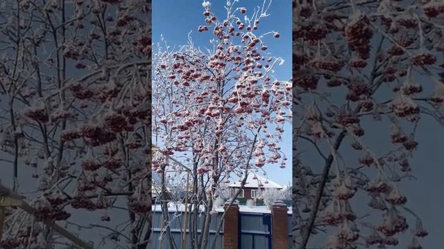 СКАЗОЧНОЕ МОРОЗНОЕ УТРО ОМСКАЯ ОБЛАСТЬ 14 ЯНВАРЯ 2022