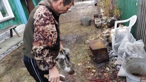 Как забить птицу в домашних условиях - к зимнему периоду!