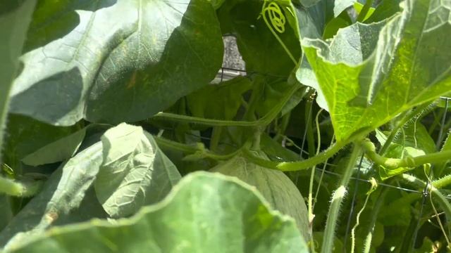 Must Try Growing Your Watermelon, Cantaloup & Any Melon Vertical Up A Trellis Small Space Gardening смотреть онлайн