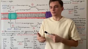 Малат-аспартатаный челночный механизм