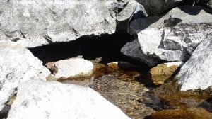 родник (футаж)