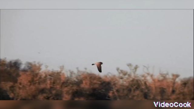 быстрая хищная птица смотреть онлайн