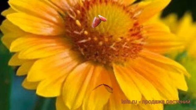 Гайлардия грандифлора Эприкот ? гайлардия Эприкот обзор: как сажать семена гайлардии Эприкот