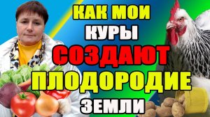 Как мои куры создают ПЛОДОРОДНУЮ землю.