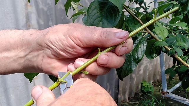 ПРИВИВКА ПЕРСИКА ПОЧКОЙ (летне -осенняя окулировка ) .По просьбе подписчиков. смотреть онлайн