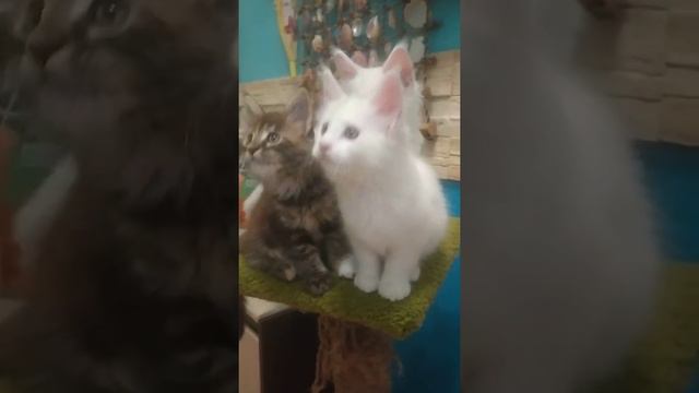 мейн-кун смотреть онлайн