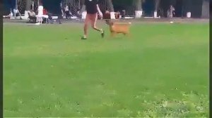 Хендлинг с щенком Тоса Ину и социализация на выставке собак.