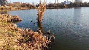 Чучела для охоты на уток махокрыл чучела уток гусей на радиоуправлении махокрыл