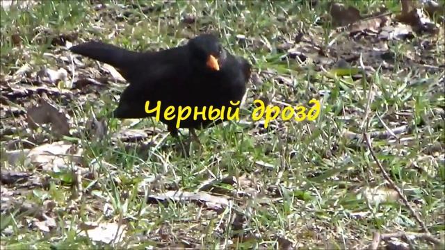 Санкт- Петербург. Елагин остров "Мир птиц"Прогулка по Петербургу (2016) смотреть онлайн