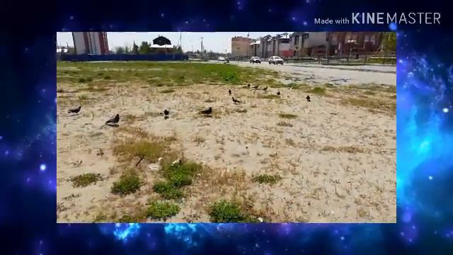 Помощь бездомным животным смотреть онлайн