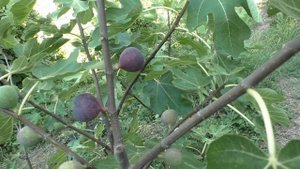 Инжир Марок 23