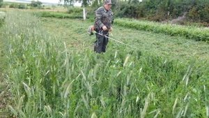 Эксперимент с озимой рожью прошёл успешно .Сидерат отличный