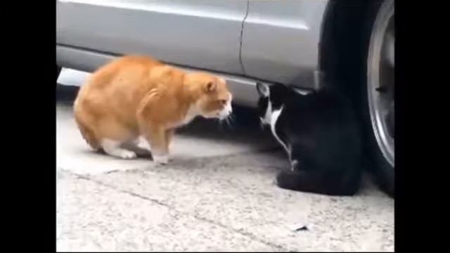 Наруто VS Саске РЫЖИЙ vs ЧЕРНОГО смотреть онлайн